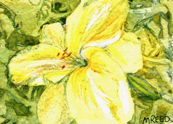 "Martha's Lily" by Melissa Reed, Madison WI - Watercolor & Ink Pencil (NFS)